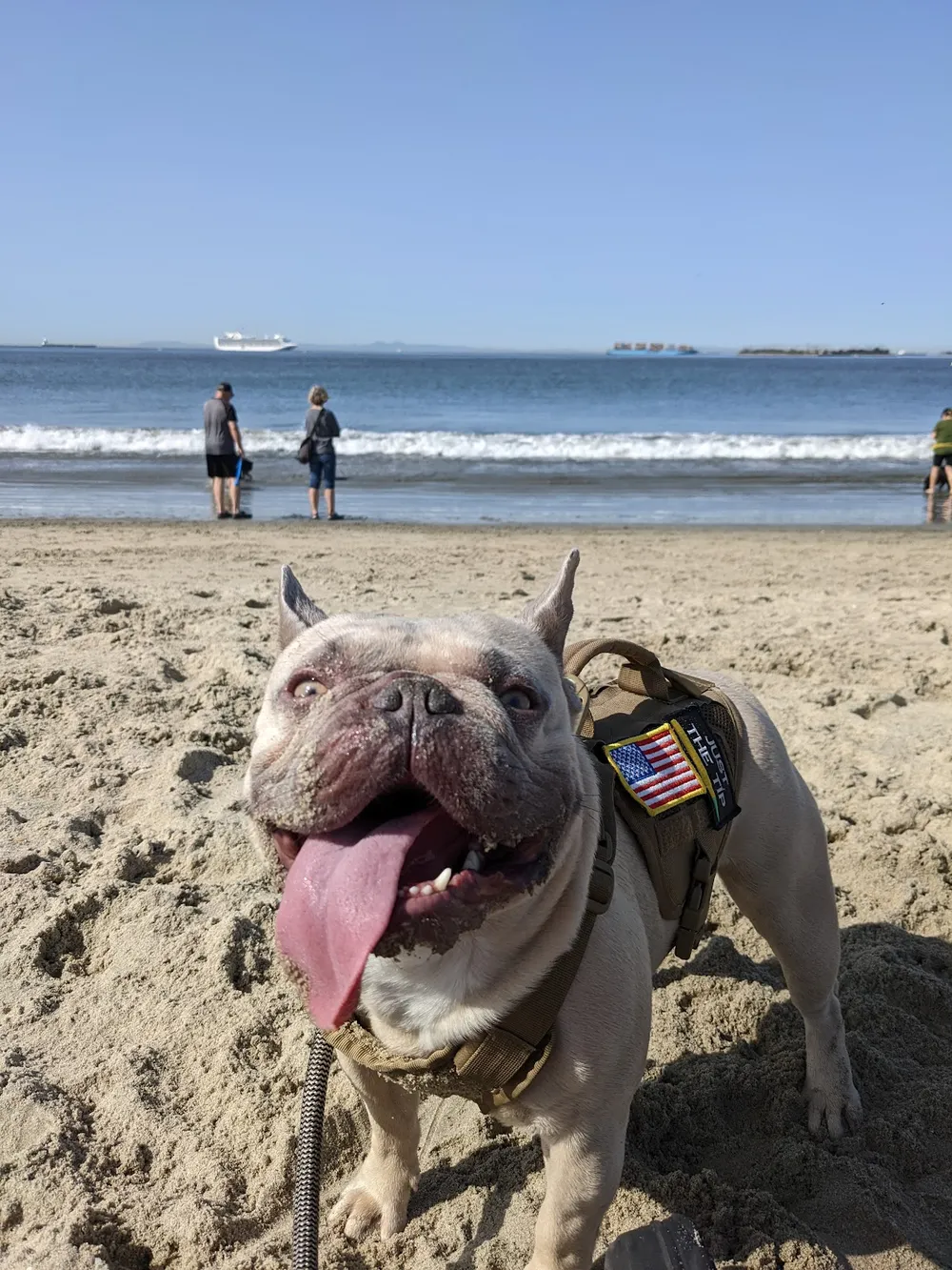 Rosie's Dog Beach