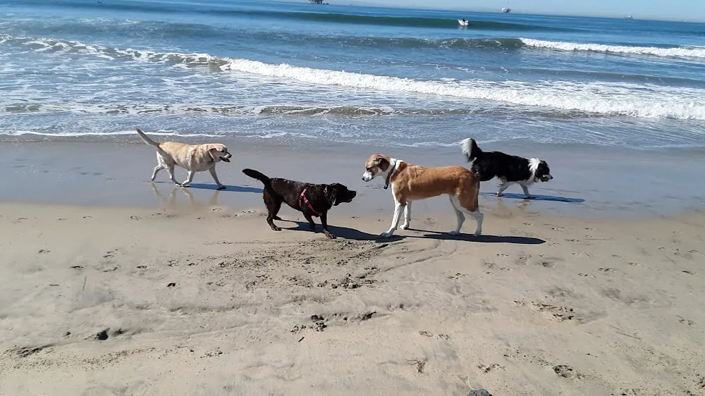 The Best Pet-Friendly Beaches in Los Angeles