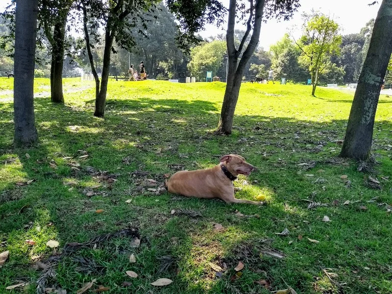 Los Mejores Parques Pet-Friendly en Bogotá